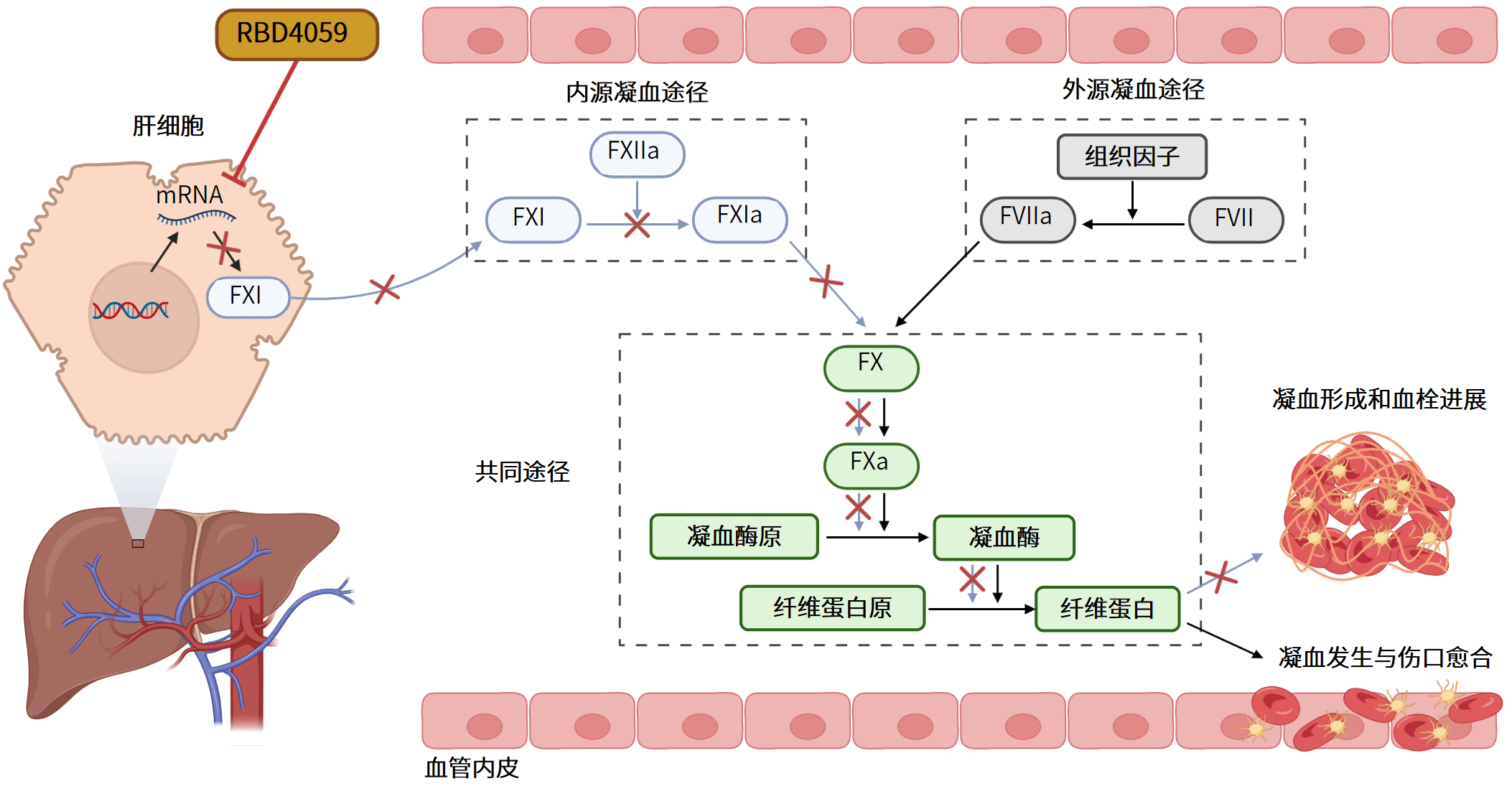 xc sports(中国区)-官方网站